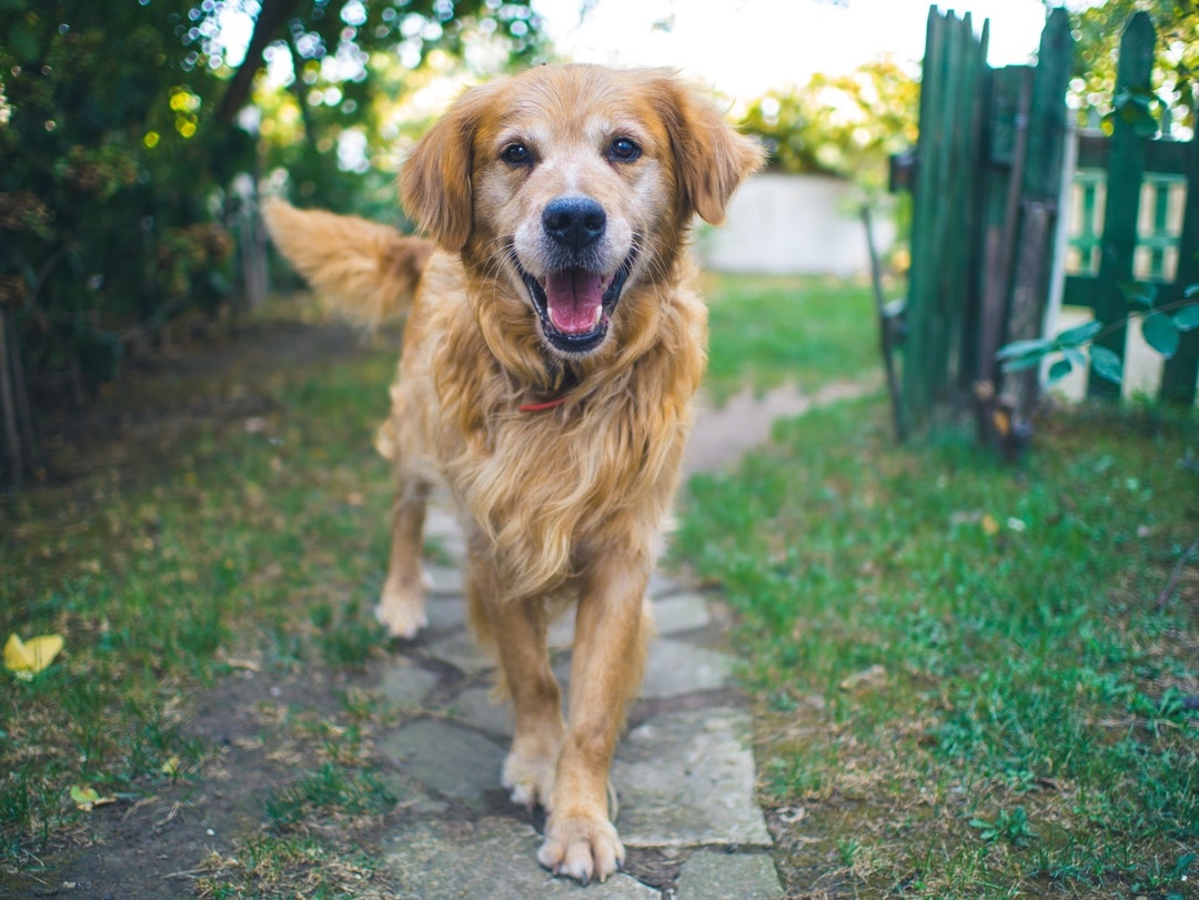 Orlando Landlord FAQ: Emotional Support Animal Pet Fees, Evictions and More